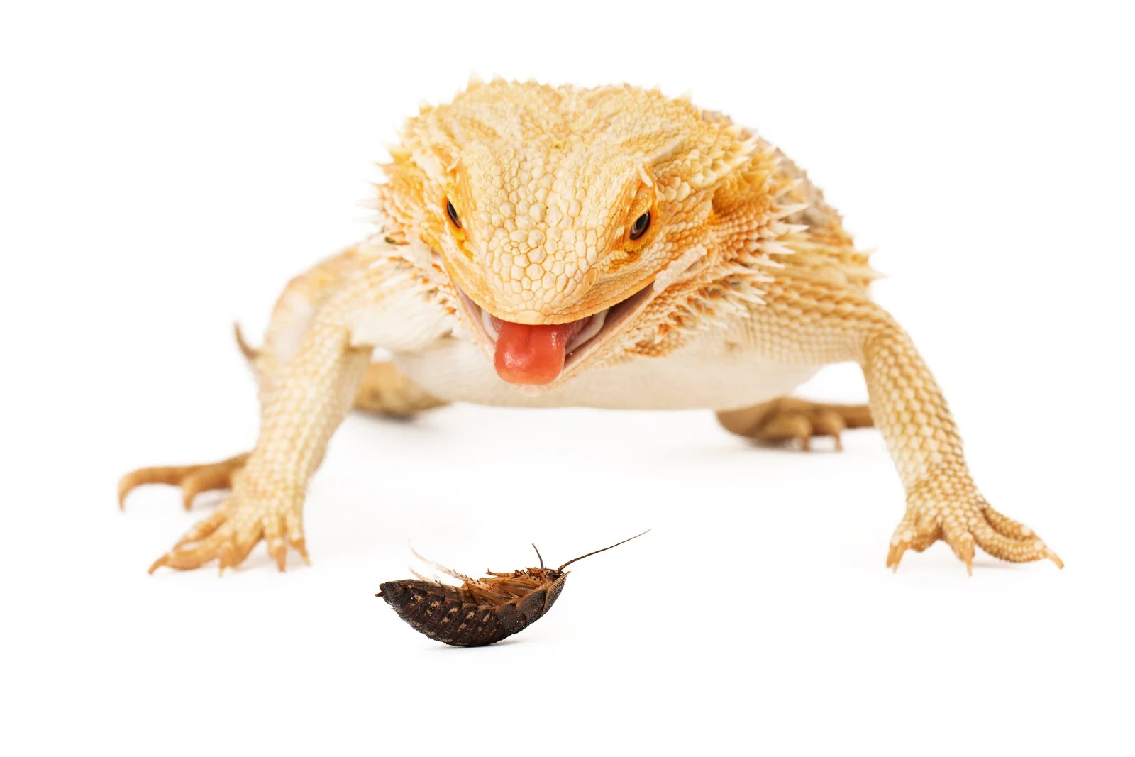 Premium Live Feeders, Delivered Fresh